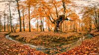 Autumn Forest Panorama