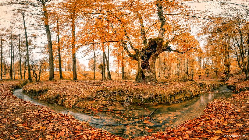 Herbstwald-Panorama von VIDEOMUNDUM