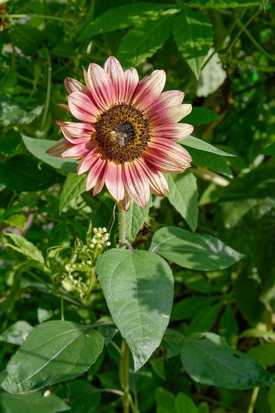 the summer is over by Peter Eckert