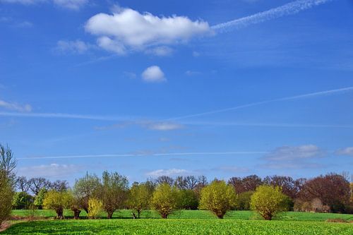 Kofweiden in de lente