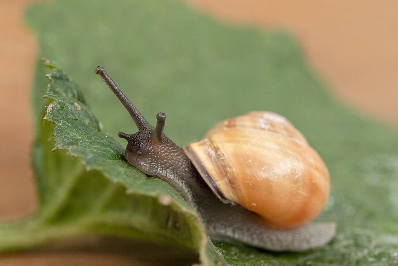 Escargot de jardin par Tanja van Beuningen