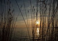 Het Amstelmeer door het riet
