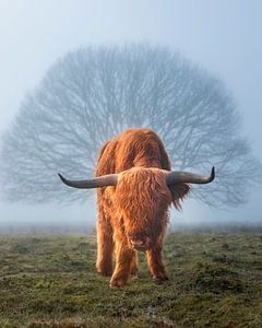Hooglander koe in de mist met boom van Arjan Almekinders
