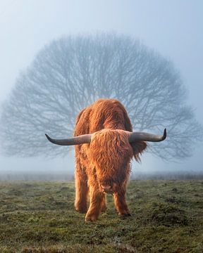 Highlander Kuh im Nebel mit Baum