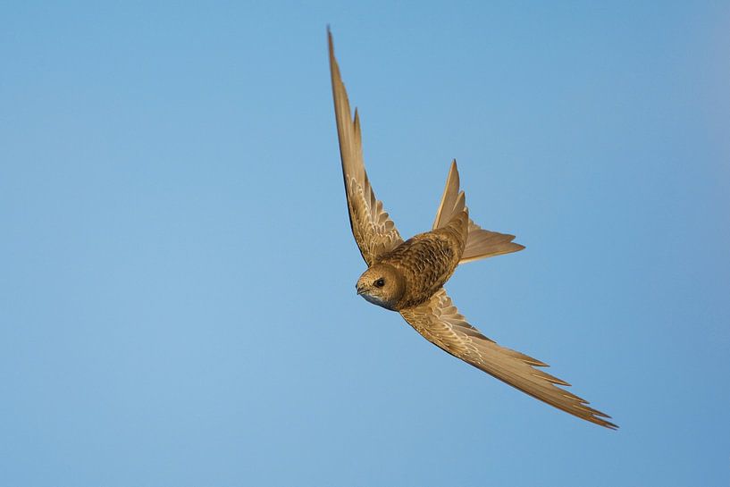 Martinet fauve, Apus pallidus par Beschermingswerk voor aan uw muur