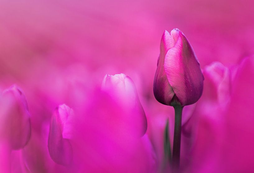 Roze tulpen van Sebastiaan van Stam Fotografie