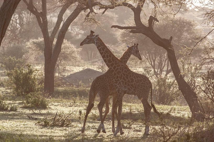 Giraffes in Tanzania von Jovas Fotografie