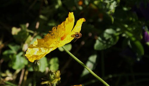 Gele bloem Christchurch Nieuw Zeeland