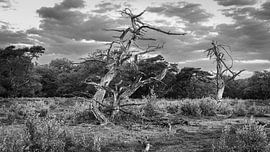 Black-and-white photo of the Drentsche Aa National Park by Henk Meijer Photography