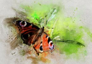 Peacock butterfly feeding on Russian olive