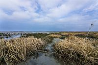 Waddenzee, bij de pier (Holwerd)