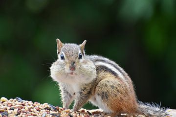 Ein Eichhörnchen am Futterhäuschen von Claude Laprise