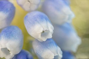 Muscari Ocean Magic en gros plan