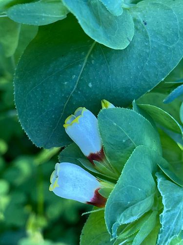 Wild Flower