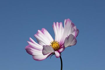 Cosmos bipinnatus Pink Blush by W J Kok