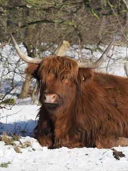 Highlander écossais