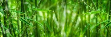 bamboo forest in the rain by Dörte Bannasch