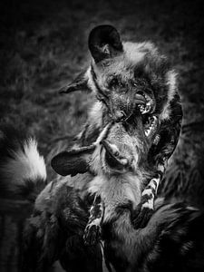 Wilde Hunde