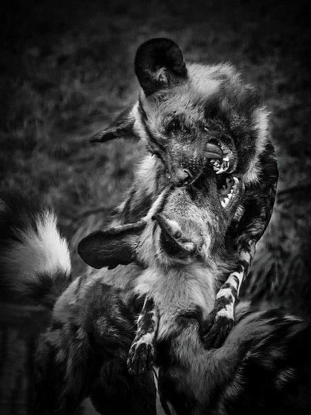Wild Dogs by Rob Boon