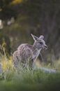 Kangaroos in the Blue Mountains: An Encounter with Australia's Wilderness by Ken Tempelers thumbnail