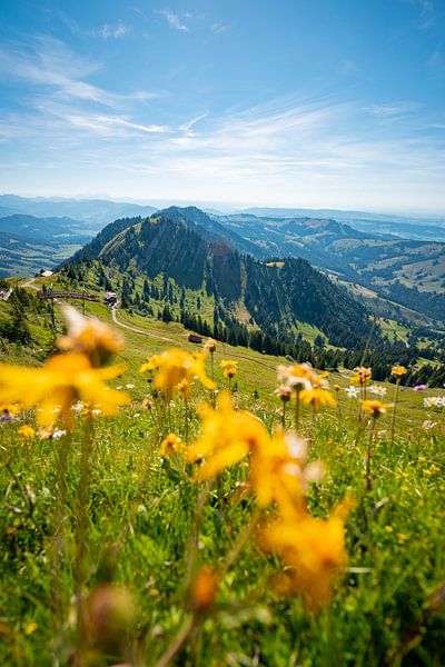 Flowery view from the Hochgrad towards Lake Constance by Leo Schindzielorz