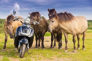 Quatre chevaux sauvages admirant un scooter