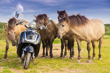 Quatre chevaux sauvages admirant un scooter sur Rob Kints