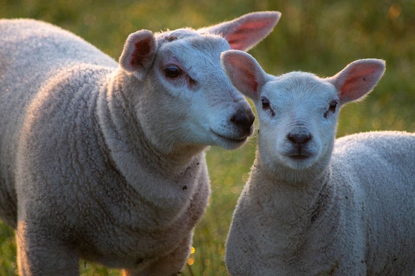 Lamm mit Mutterschaf von Anneke Antonides