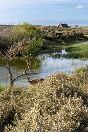 Amsterdam Water Supply Dunes, Delft Blue