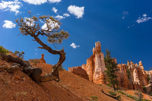 Boom in Bryce Canyon