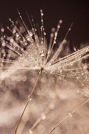 The fluff and drops fade and blend into the whole by Marjolijn van den Berg