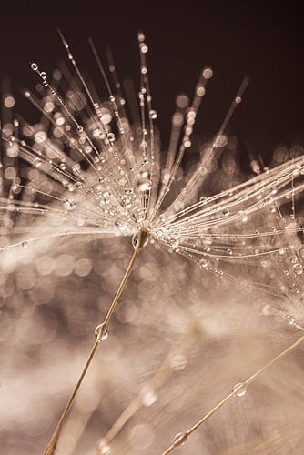 Het pluisje en druppels vervagen en gaan op in het geheel
