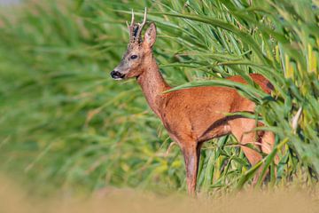 Hunting roebuck in rut looking out of corn field by Mario Plechaty Photography