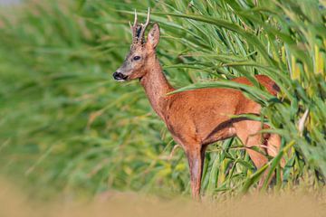 Chasse Un chevreuil en rut regarde hors du champ de maïs sur Mario Plechaty Photography