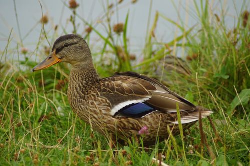 Wilde eend in de wei
