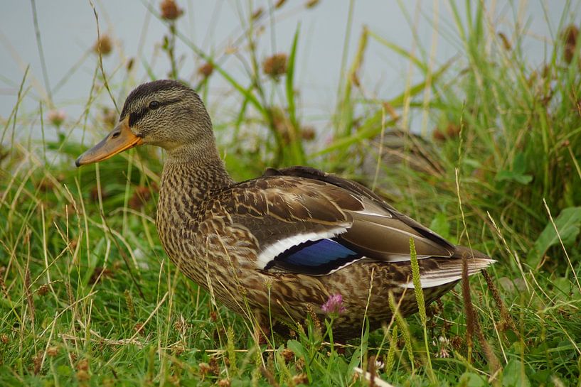 Mallard in the meadow by Babetts Bildergalerie