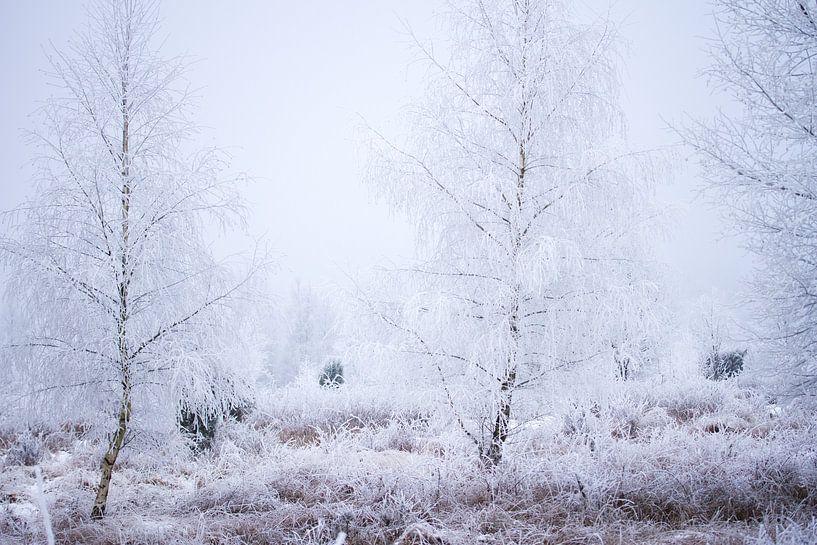 winter landscape in Drenthe by Karijn | Fine art Natuur en Reis Fotografie