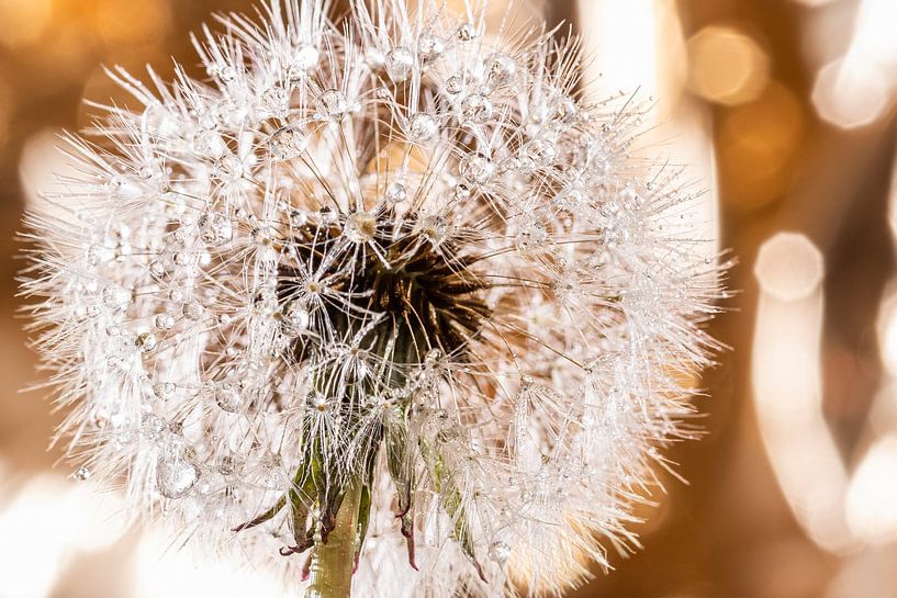 Pusteblume von Thomas Heitz