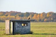 vliegveld twente buizderd van Petra De Jonge thumbnail