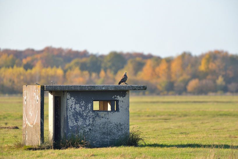 vliegveld twente buizderd van Petra De Jonge