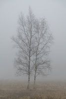 Kunstvolle Landschaft von zwei Birken im Nebel