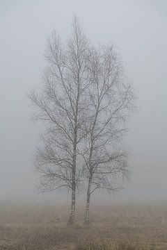 Fine art landscape of two birches in the mist by John van de Gazelle fotografie