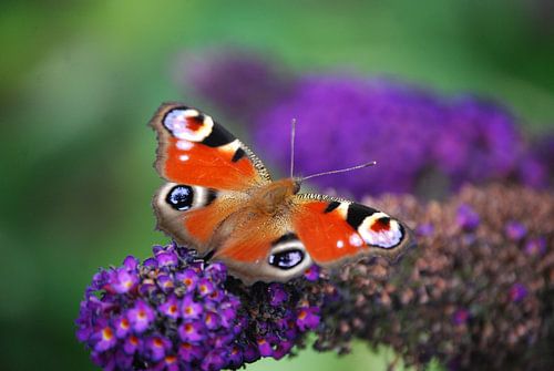 Dagpauwoog wat oogt die mooi