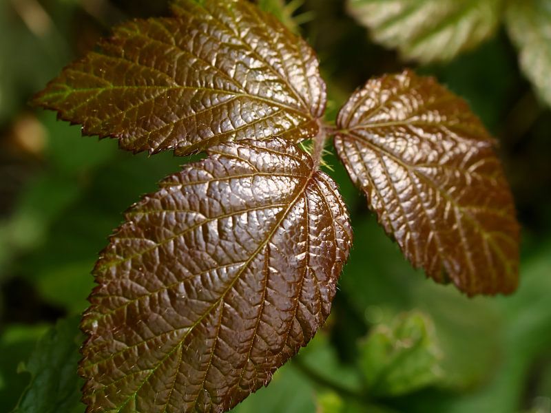 Blackberry Leaf by Jörg Hausmann