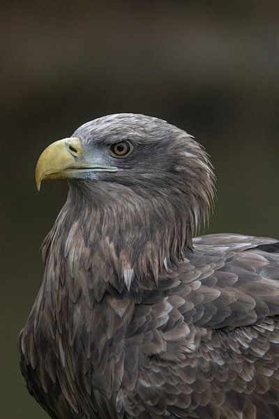 Oiseaux par Marieke Deinum