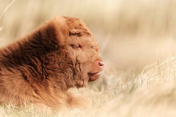 Scottish Highlander calf by Melissa Peltenburg
