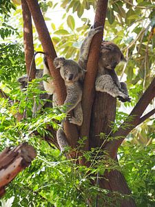 Koala beren in boom van Sanne Bakker
