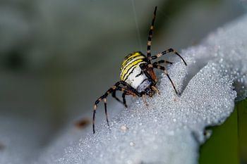 Wespenspinne - Argiope bruennichi 3