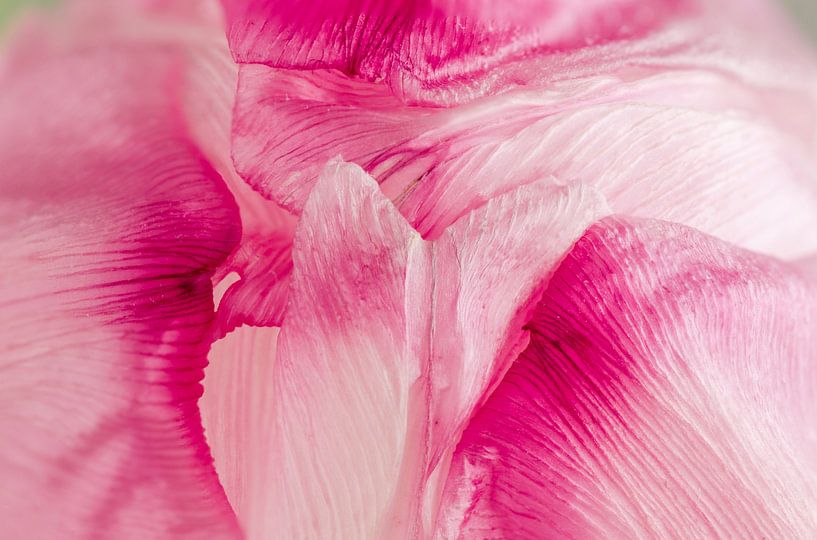 The closed tulip by Sven Wildschut