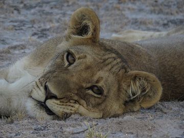 Resting Lion Cub  von Erica Thielen